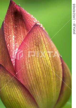 ハスの花の中心と雄しべのアップ ハスの花の中心と雄しべのアップ 140240408