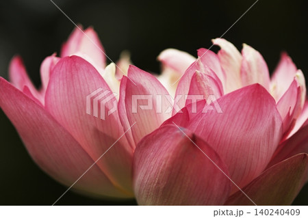 ハスの花の中心と雄しべのアップ ハスの花の中心と雄しべのアップ 140240409