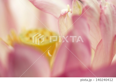 ハスの花の中心と雄しべのアップ ハスの花の中心と雄しべのアップ 140240412