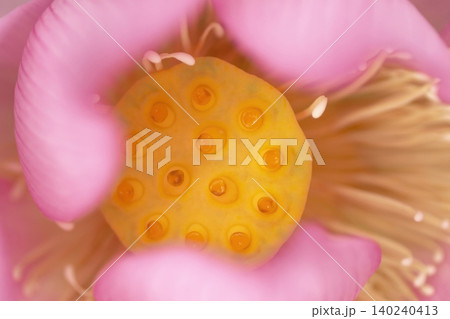 ハスの花の中心と雄しべのアップ ハスの花の中心と雄しべのアップ 140240413