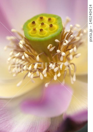 ハスの花の中心と雄しべのアップ ハスの花の中心と雄しべのアップ 140240414