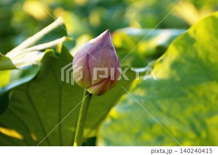 ハスの花の中心と雄しべのアップ ハスの花の中心と雄しべのアップ 140240415