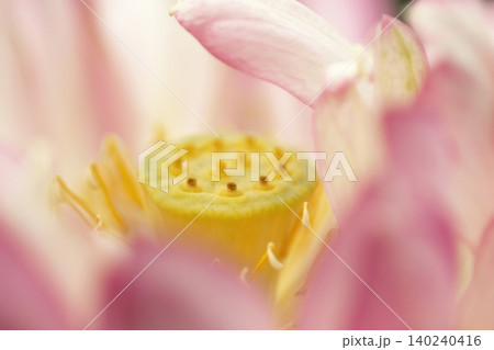 ハスの花の中心と雄しべのアップ ハスの花の中心と雄しべのアップ 140240416