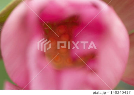 ハスの花の中心と雄しべのアップ ハスの花の中心と雄しべのアップ 140240417