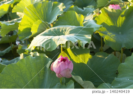 ハスの花の中心と雄しべのアップ ハスの花の中心と雄しべのアップ 140240419