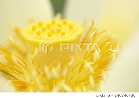 白いハスの花の中心と雄しべのアップ 白いハスの花の中心と雄しべのアップ 140240436