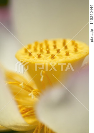 白いハスの花の中心と雄しべのアップ 白いハスの花の中心と雄しべのアップ 140240444