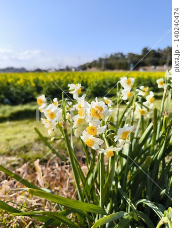 水仙 菜の花 青空 春の田園風景 水仙 菜の花 青空 春の田園風景 140240474