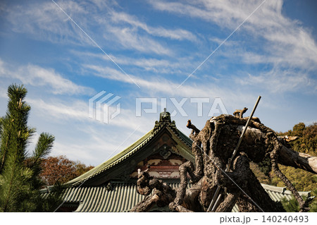 大光院と臥龍松 呑龍上人 太田市 群馬県 寺 快晴 晴れ 空 寺社 大光院と臥龍松 呑龍上人 太田市 群馬県 寺 快晴 晴れ 空 寺社 140240493