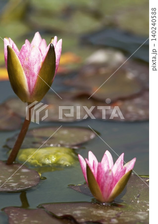 池に咲く赤い睡蓮の花 池に咲く赤い睡蓮の花 140240588