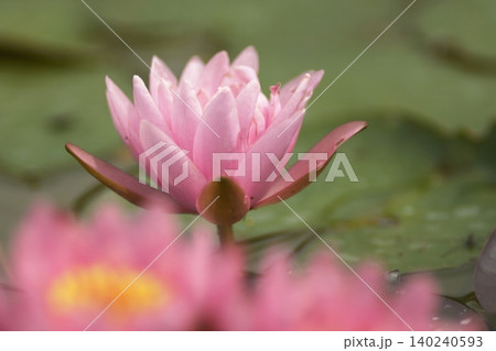 池に咲く赤い睡蓮の花 140240593
