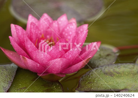 池に咲く赤い睡蓮の花 池に咲く赤い睡蓮の花 140240624