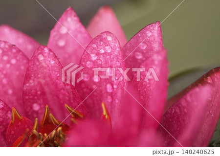 池に咲く赤い睡蓮の花 池に咲く赤い睡蓮の花 140240625