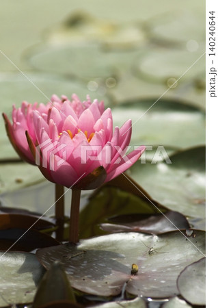 池に咲くピンクの睡蓮の花 140240644