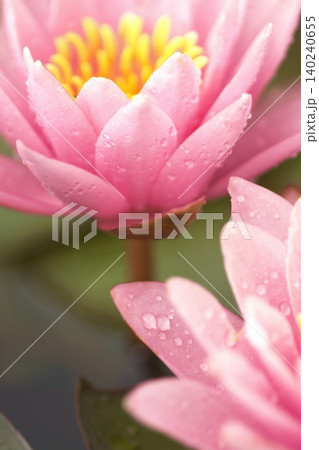 池に咲くピンクの睡蓮の花 池に咲くピンクの睡蓮の花 140240655