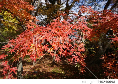 鮮やかに色づく紅葉の枝葉 秋の自然風景 鮮やかに色づく紅葉の枝葉 秋の自然風景 140240698