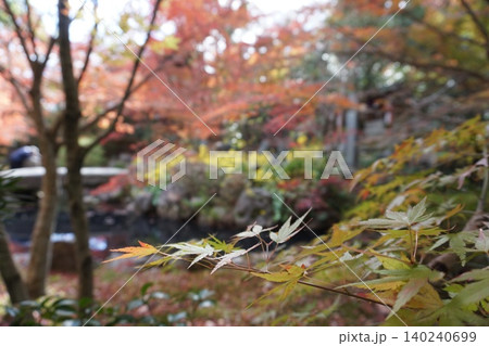 紅葉の庭園を彩るモミジの葉と柔らかな秋景色 紅葉の庭園を彩るモミジの葉と柔らかな秋景色 140240699