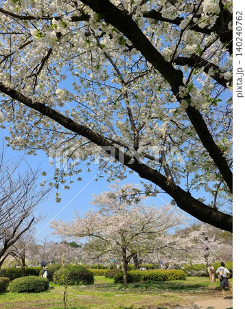 深大植物公園 140240762
