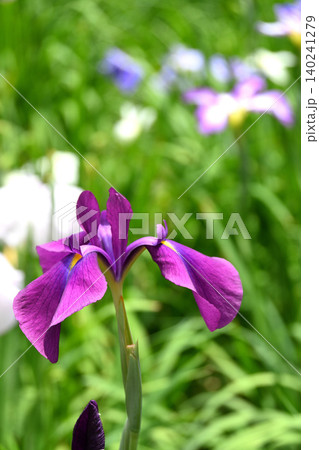 花菖蒲の花 花菖蒲の花 140241279