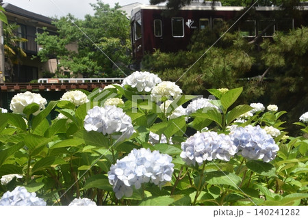 夙川公園 紫陽花 夙川公園 紫陽花 140241282