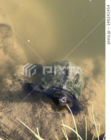 目が合ったカメ　水辺の自然 140241454