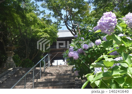 長慶寺 紫陽花 大阪泉南市 140241640