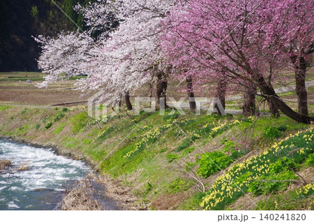 川沿いの桜と水仙 川沿いの桜と水仙 140241820
