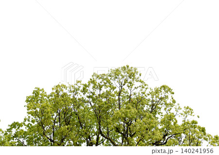 透過背景の新緑の樹木を切り抜いた素材写真 透過背景の新緑の樹木を切り抜いた素材写真 140241956