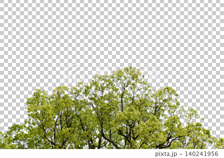 透過背景の新緑の樹木を切り抜いた素材写真 透過背景の新緑の樹木を切り抜いた素材写真 140241956