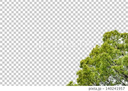 透過背景の新緑の樹木を切り抜いた素材写真 透過背景の新緑の樹木を切り抜いた素材写真 140241957
