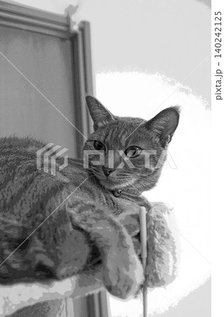 スケッチ風 猫 ネコ ねこ キジトラ グレー 雌 メス 雌ねこ 雌ネコ 元気 かわいい 癒し スケッチ風 猫 ネコ ねこ キジトラ グレー 雌 メス 雌ねこ 雌ネコ 元気 かわいい 癒し 140242125