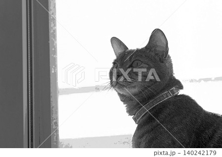 スケッチ風 猫 ネコ ねこ キジトラ グレー 雌 メス 雌ねこ 雌ネコ 元気 かわいい 癒し 140242179