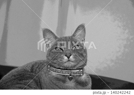 スケッチ風 猫 ネコ ねこ キジトラ グレー 雌 メス 雌ねこ 雌ネコ 元気 かわいい 癒し 140242242