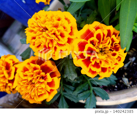 鮮やかな黄赤のマリーゴールドが彩る夏の花壇 140242385