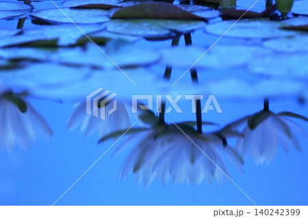 池に咲く白い睡蓮の花 140242399