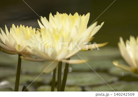 水面に開花した鮮やかな黄色いスイレンの花 水面に開花した鮮やかな黄色いスイレンの花 140242509