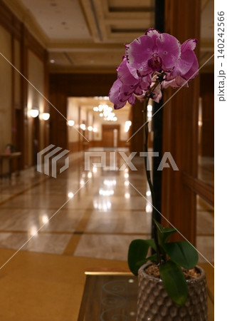 エンパイアホテル、廊下に咲く蘭 エンパイアホテル、廊下に咲く蘭 140242566