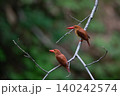 アカショウビン（2羽並び） 140242574