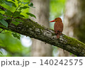ブナ林にアカショウビン 140242575