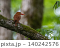 アカショウビン 140242576