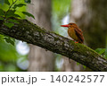 木漏れ日にアカショウビン 140242577