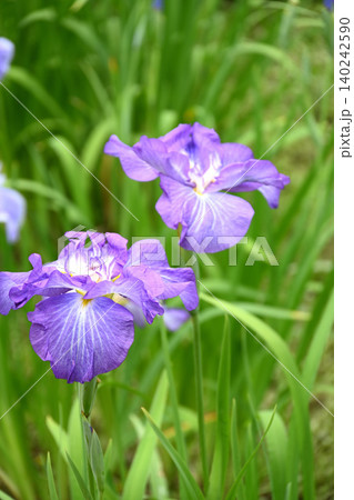 花菖蒲の花 140242590