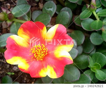 赤と黄色が鮮やかに映えるポーチュラカの花 赤と黄色が鮮やかに映えるポーチュラカの花 140242621