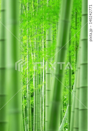 新緑の美しい竹林とまっすぐに伸びる竹 新緑の美しい竹林とまっすぐに伸びる竹 140242771