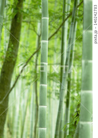 新緑の美しい竹林とまっすぐに伸びる竹 新緑の美しい竹林とまっすぐに伸びる竹 140242783