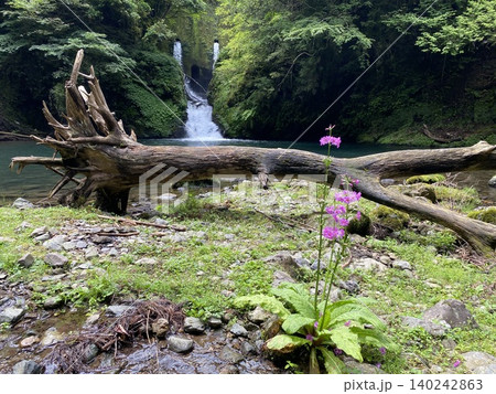 渓谷に横たわる流木とクリンソウが彩る森林の水辺風景 渓谷に横たわる流木とクリンソウが彩る森林の水辺風景 140242863