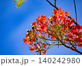 ホウオウボク、学名：Delonix regia の赤い花 140242980