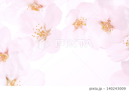 白背景のソメイヨシノの桜の花と花びら 140243009