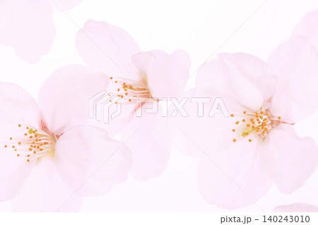白背景のソメイヨシノの桜の花と花びら 140243010