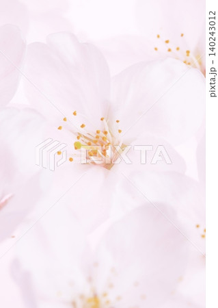 白背景のソメイヨシノの桜の花と花びら 140243012